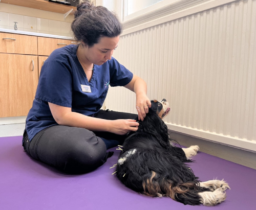 acupuncture at eastcott vets april 2025