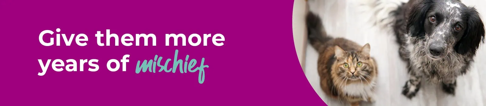 Senior Pet Care Advice | Swindon | Eastcott Vets