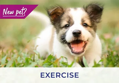 Swindon vets advice on exercising your puppy and kitten