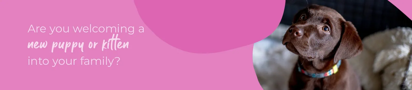 Start of Life Puppy & Kitten Care Swindon | Eastcott Vets