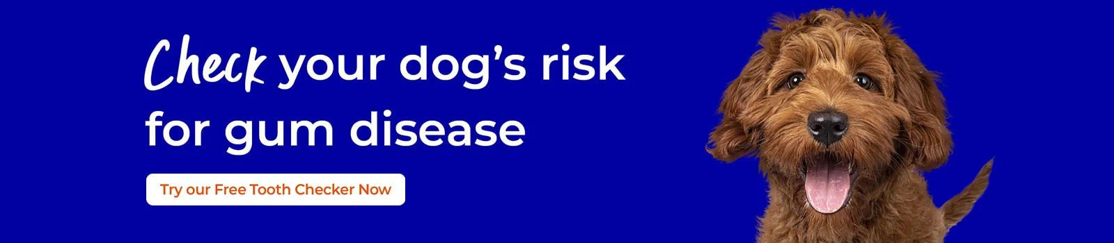 Pet Dental Care | Free Pet Dental Clinics Swindon | Eastcott Vets