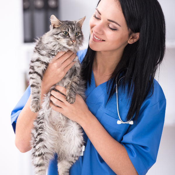 An Eastcott vets surgeon holding a cat: Expert vets near Highworth